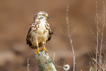 Common buzzard, buteo buteo, sitting in the meadows in the Netherlands