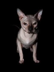 Bald, naked Donskoy or Canadian Sphinx. Domestic gray purebred cat without fur and undercoat poses. Vertical photo in the studio isolated on a black background.