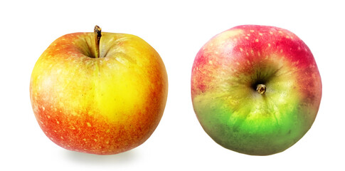 Color apple on white background
