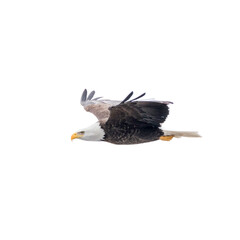 Adult Bald Eagle (Haliaeetus leucocephalus) Isolated on White