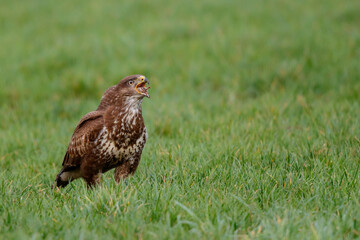 Obraz na płótnie Canvas Common buzzard, buteo buteo, eating from a prey in the meadows in the Netherlands