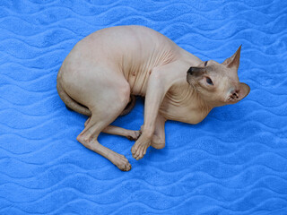 Donskoy cat or canadian Sphinx in a playful mood, relaxes and plays. The concept of a smart, active and gentle pet.