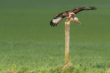 Common buzzard, buteo buteo, flying in the meadows in the Netherlands