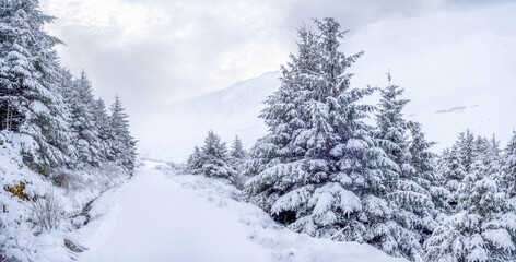 Snow in Whinlatter Forest