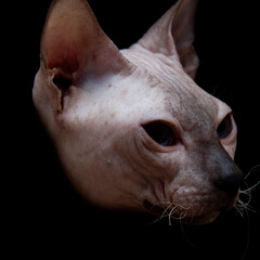 Bald, naked Donskoy or Canadian Sphinx. Domestic gray purebred cat without fur and undercoat poses. Square photo portrait in a studio isolated on a black background.
