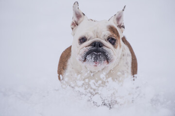 Silly isolated English bulldog having fun in the snow on a cold winter day