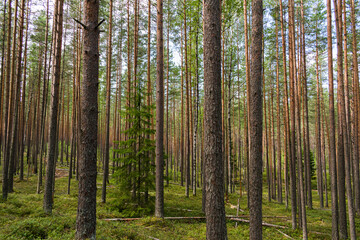 Trees in the pine forest