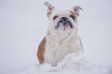 Silly isolated English bulldog having fun in the snow on a cold winter day