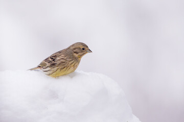 Isolated yellowhammer hiding in the snow on a cold winter day