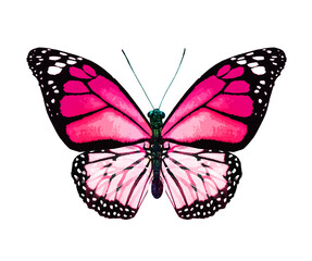 Color monarch butterfly , isolated on the white background