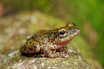 Ruderfrosch // Hollow-snouted Shrub Frog (Pseudophilautus cf. cavirostris) - Sri Lanka © bennytrapp