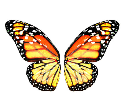 Color monarch butterfly wings, isolated on the white background
