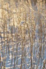 Fototapeta premium Dry plants in snowy winter field