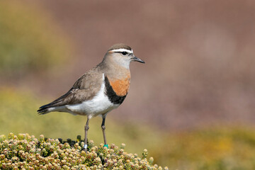 The rufous-chested plover (Charadrius modestus)