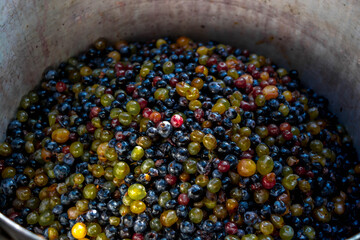 Harvesting grapes