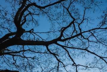 毛細血管のような木の枝のシルエットと青空