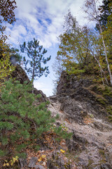 forest in the mountains