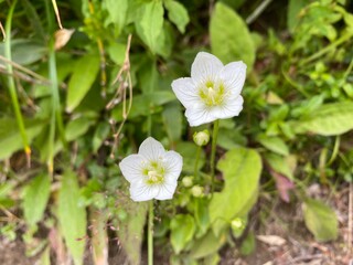 夕張岳で見たウメバチソウ