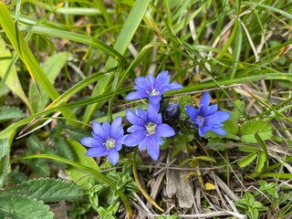 夕張岳で見つけたミヤマリンドウ