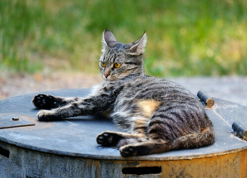 Cat