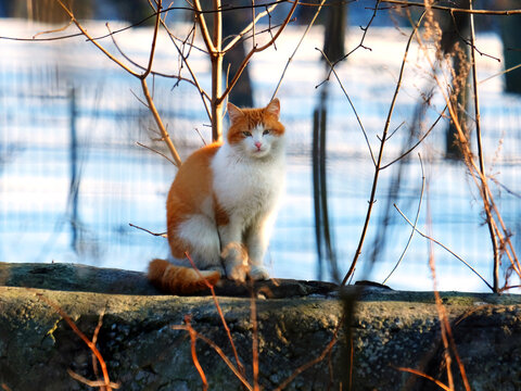 Cat