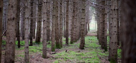 Naklejka premium Forêt rang d'arbres
