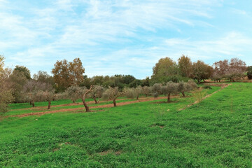 green forest on Mount Carmel in Israel