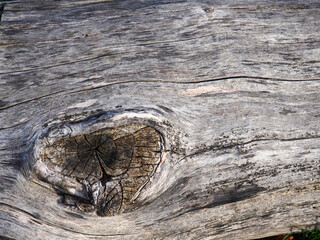 Struktur im Holz eines alten Baumstammes
