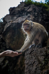 Hungry Macaque