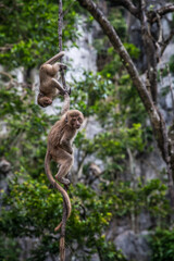 Phuket Macaques