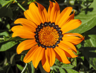 Gazania/Treasure Flower