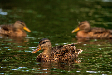 The duck swims in a pond in green water.
