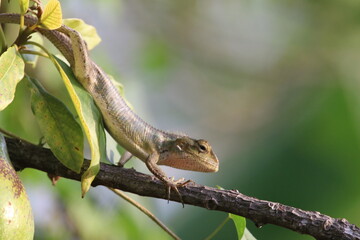 Lezard - ile de La Réunion