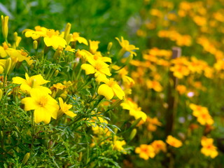 Bush of yellow Mexican tagetes  (Tagetes tenuifolia) bloom in an ornamental garden in summer.