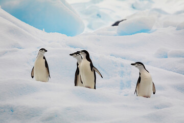 A small gathering of chinstrap penguins on a glacier's edge next to the ocean. © Hélène Sauvageot