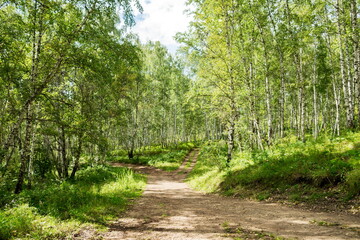 Fototapeta na wymiar A country road goes through the birches forest on a summer sunny day.