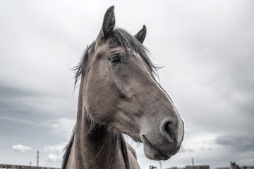 Portrait of a horse on a ranch close-up. Black and white photography