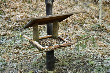 Care for wild bird feeder in the forest  with corn and seeds in autumn 