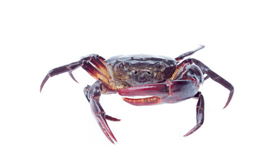 field Crab Isolated on white background
