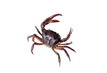 field Crab Isolated on white background