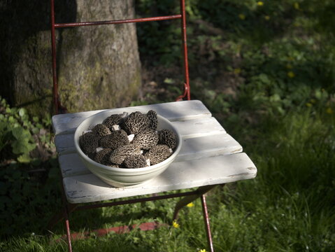 Gesammelte Speisemorcheln, Morchella vulgaris in einer Schale auf einem Gartenstuhl