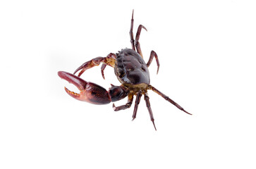 field Crab Isolated on white background