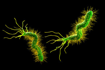 Helicobacter pylori bacterium