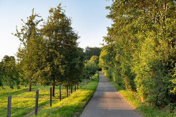 Sunny country road between meadow, trees and bushes.