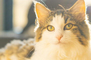 Cat relaxing