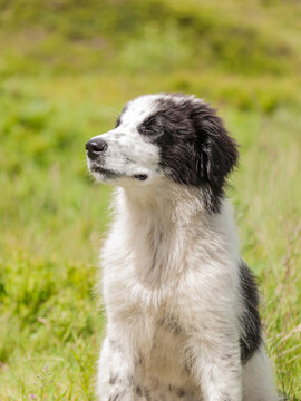 Tornjak fluffy spotted black and white puppy posing sitting on the blurred grass background.