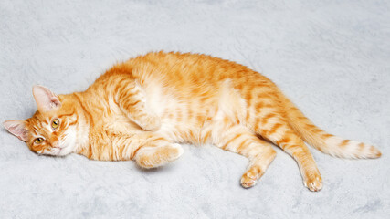 Ginger cat lying on a bed. Shallow focus.