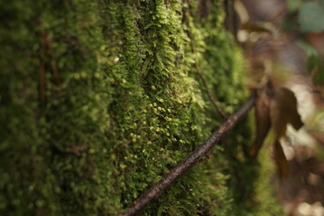 Fototapeta premium wet moss on the bark of a tree 