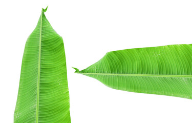 green banana leaves   on white background