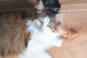 a cat looking up